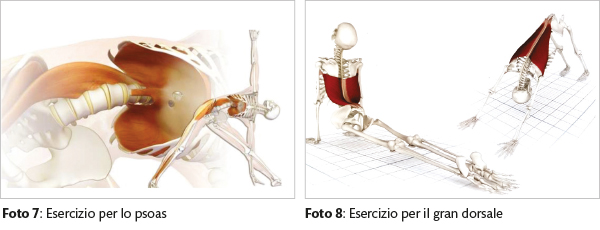 valbonesi anatomia7